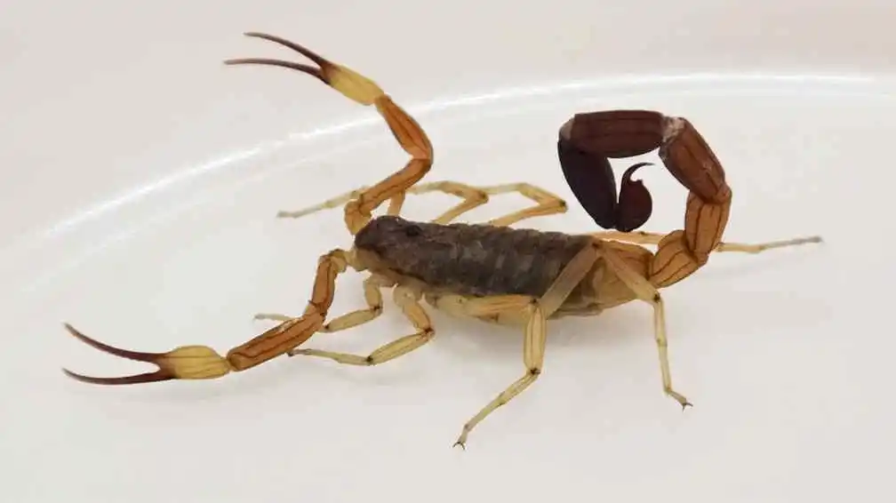 ¡Cuidado con los alacranes! Medidas de prevención