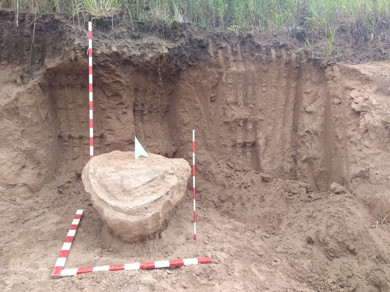 Realizan una excavación paleontológica en Tortugas