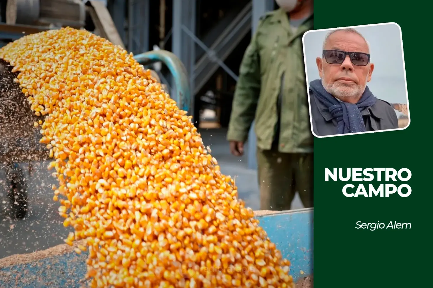 Hacienda y granos: Cañuelas acumuló 11.800 cabezas y la soja cotizó a 505.000 pesos