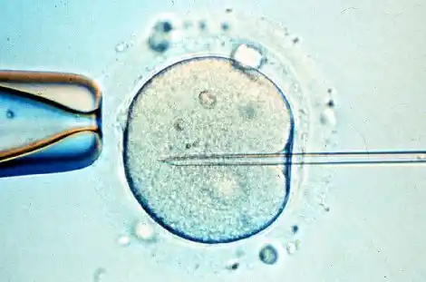 Autorizan utilizar el semen de un fallecido en 2011 para una fecundación 
