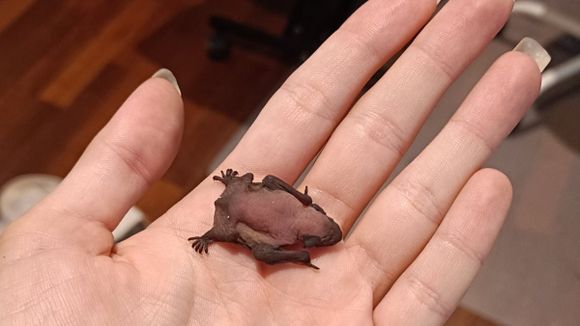 MURCIÉLAGO BEBÉ se hizo famoso porque mujer lo cuidaba como a una mascota