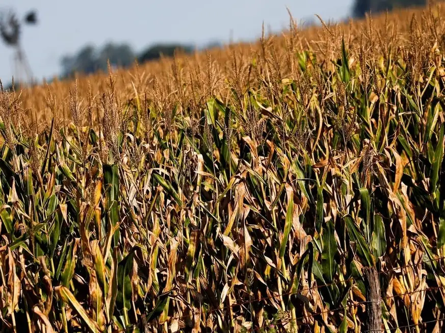La última publicación del informe mensual de oferta y demanda agrícola del USDA generó un fuerte impacto en los mercados.