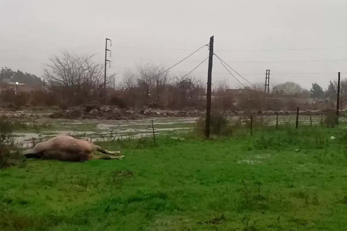 Tragedia en un campo: un jinete y su caballo murieron electrocutados