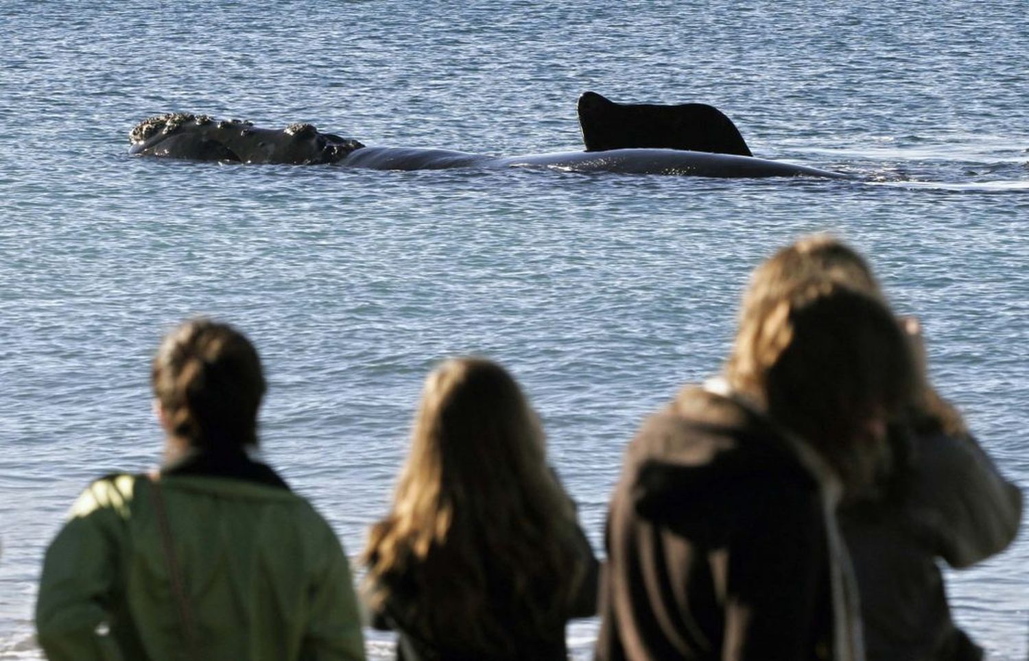 La aparición de ballenas en la costa bonaerense ya se volvió moneda corriente.