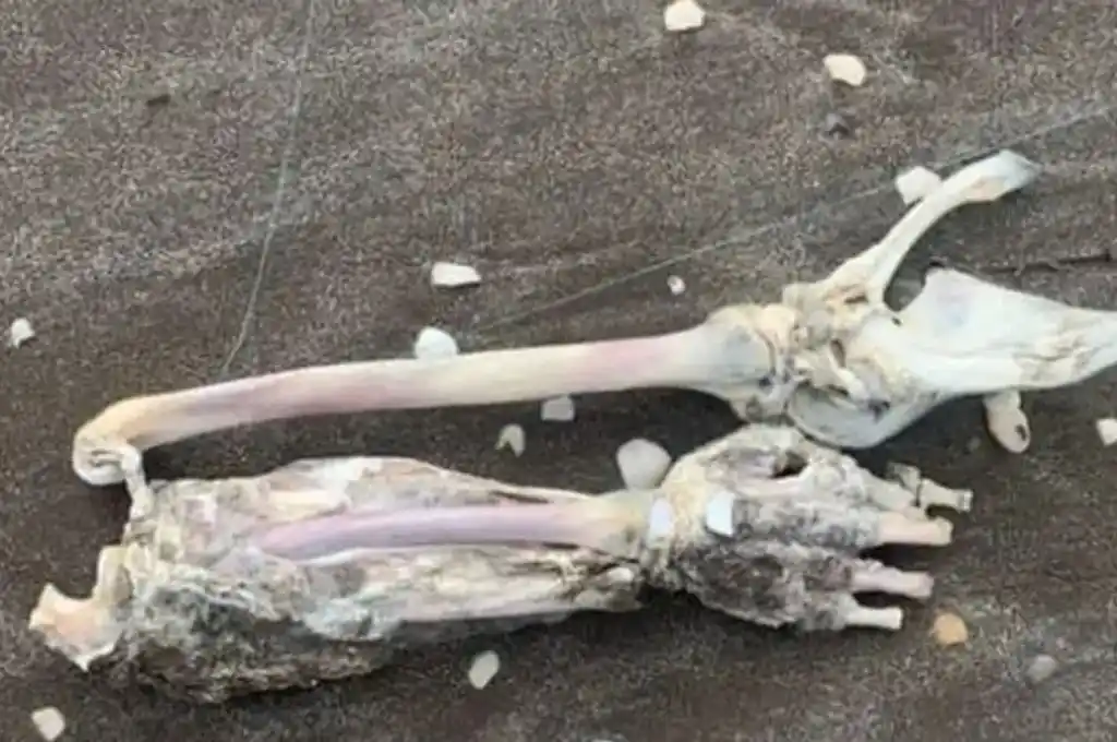 Macabro: un turista “pescó” restos humanos en Mar de Ajó