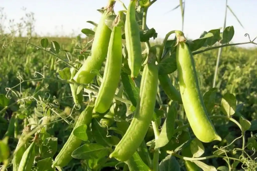 Arveja: hay nueve plantas habilitadas para exportar a China, seis pertenecen a Santa Fe