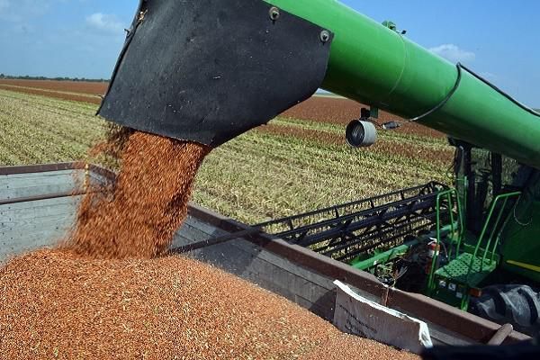 La producción de sorgo se ubicaría en 494 mil toneladas 
