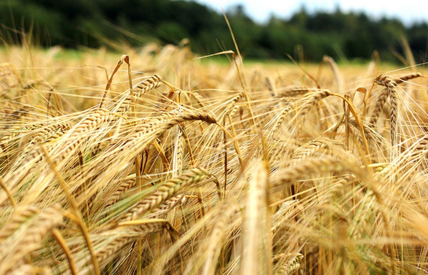 La cebada en los campos bonaerenses atraviesa una "ajustada humedad del suelo"