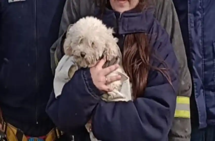 Después de caer del acantilado, el caniche se reencontró con su dueña
