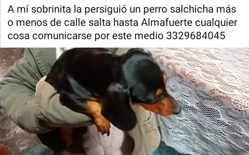 Perro salchicha encontrado