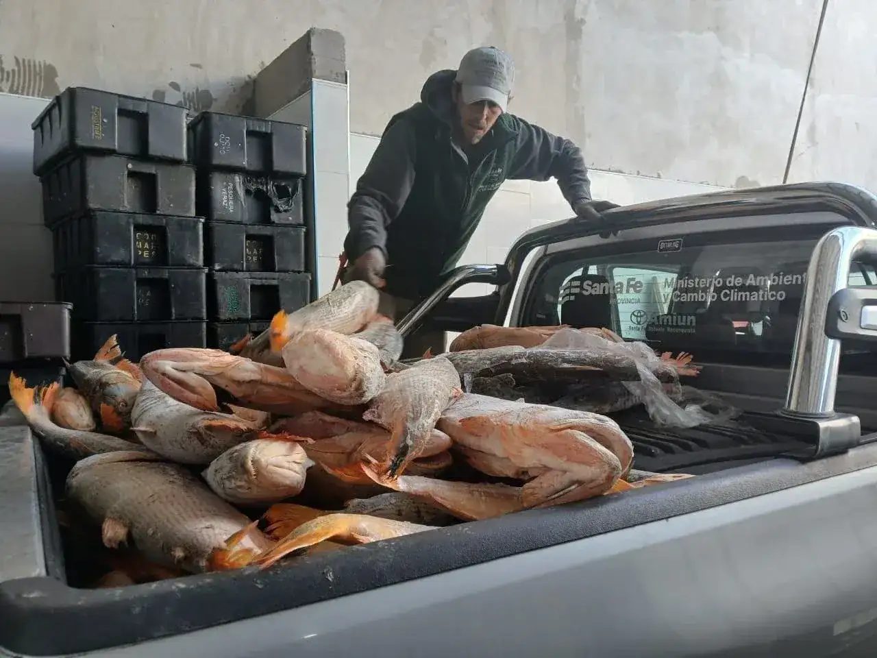 Fuertes operativos contra la caza y la pesca ilegal en Santa Fe: tres aprehendidos y toneladas de pescado decomisadas - 5