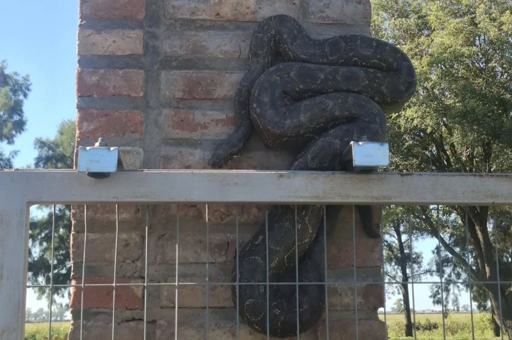 No quería faltar a clase…: rescataron una lampalagua que apareció en el ingreso de una escuela