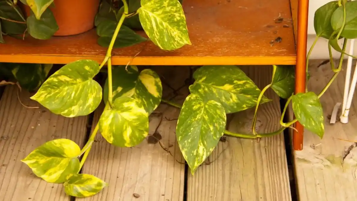 ¿Qué significa que el potus no tenga hojas nuevas y cómo solucionarlo?