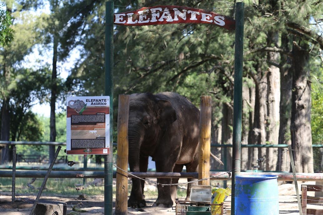 Conmoción por la muerte de Sharima, la elefanta del clausurado zoo de Luján