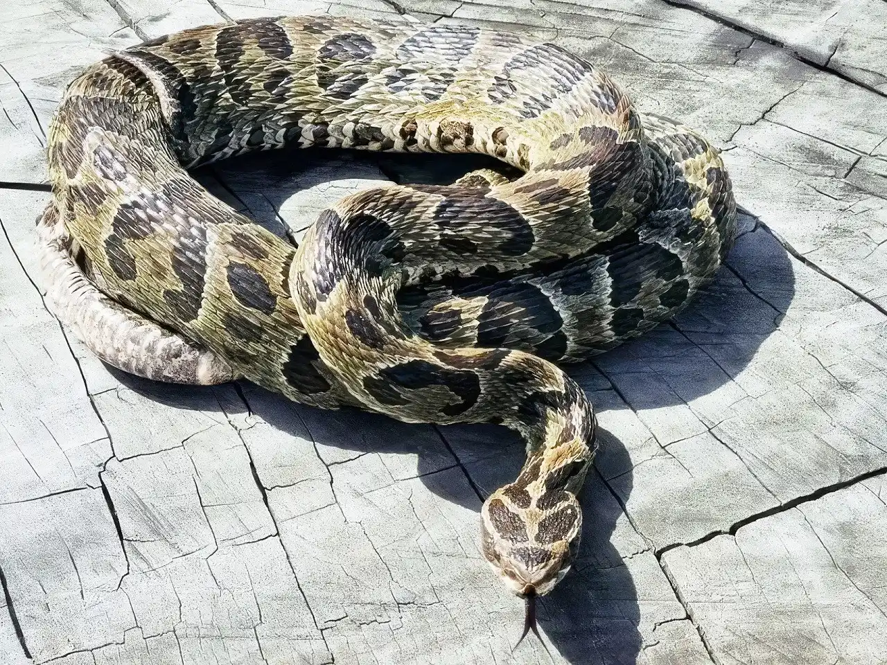 Salud reiteró recomendaciones ante mordeduras de serpientes