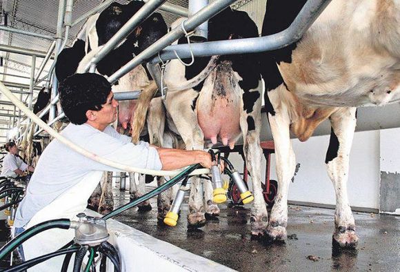 Advierten por la concentración del mercado lechero en Entre Ríos