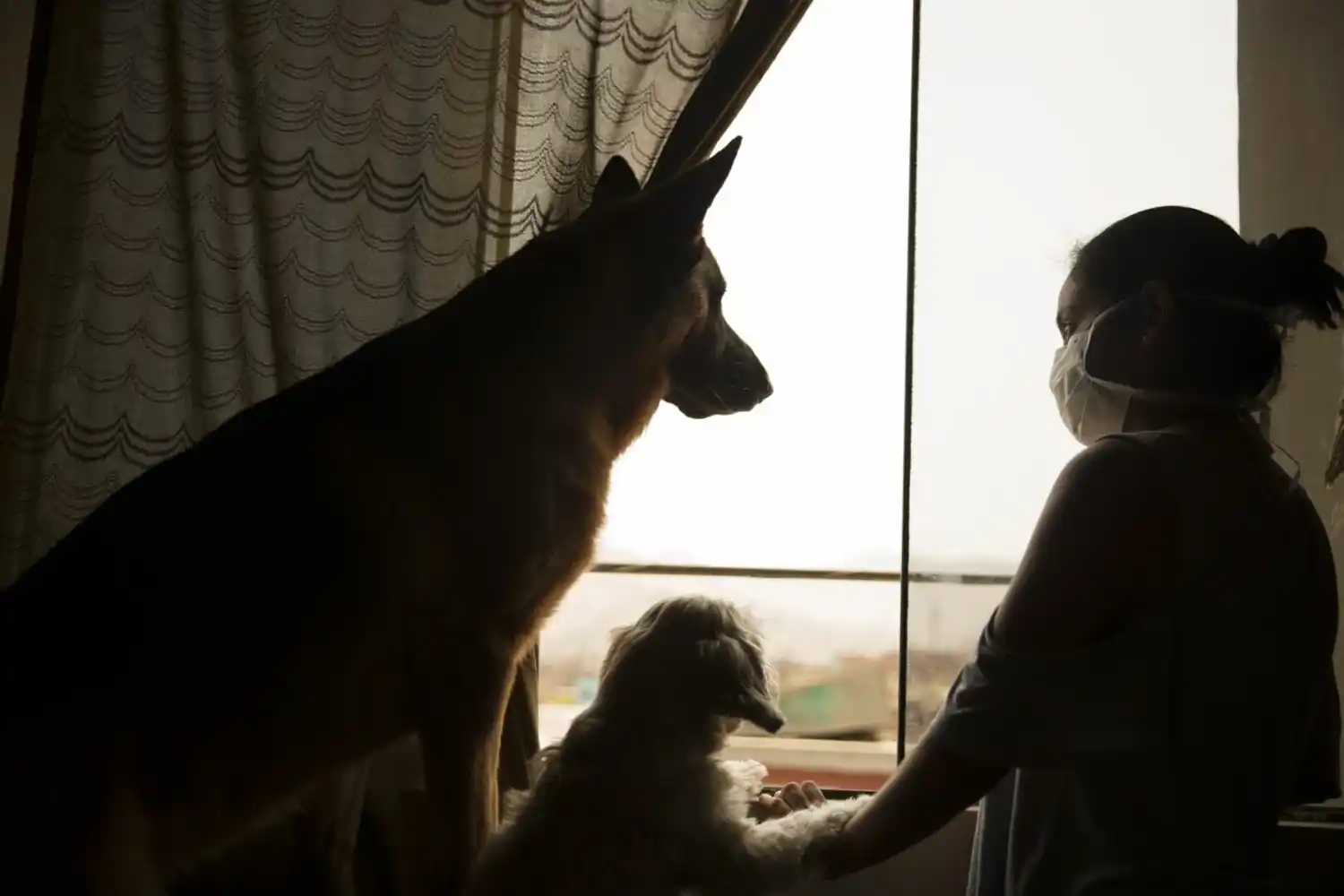Mascotas en cuarentena ¿Cómo protegerlas?