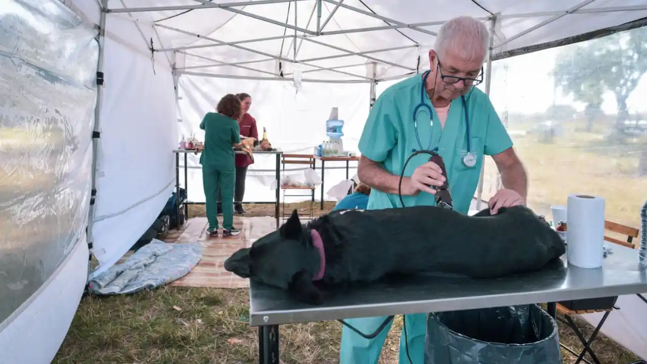 La vacunación es gratuita para todos los animales mayores de tres meses, excepto hembras preñadas o en lactancia.