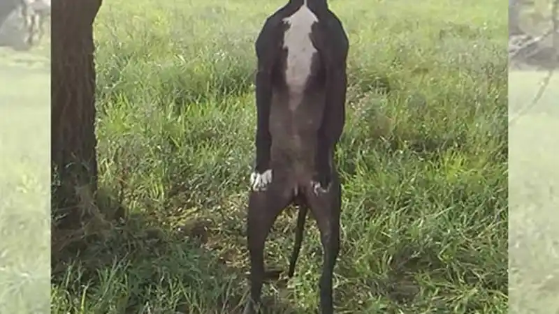 Un hecho que indigna: hallaron dos perros ahorcados en Entre Ríos 