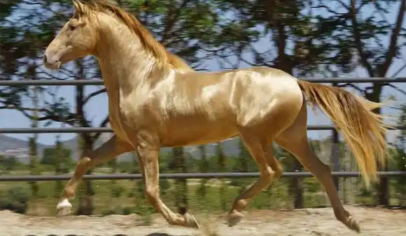 CABALLOS DORADOS: la interesante historia del hermoso Akhal-Teke