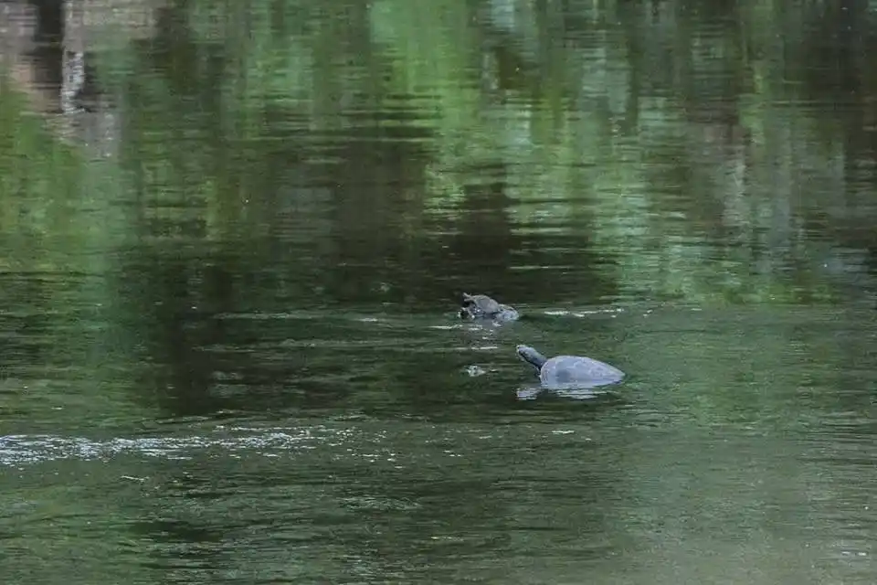 Tras años de lucha, fue declarada la Reserva Natural Urbana de Ituzaingó