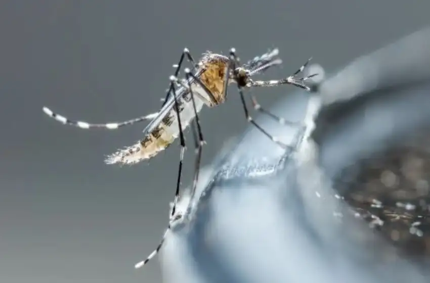 El Gobierno bonaerense confirmó 200 casos autóctonos de dengue y 70 de chikungunya