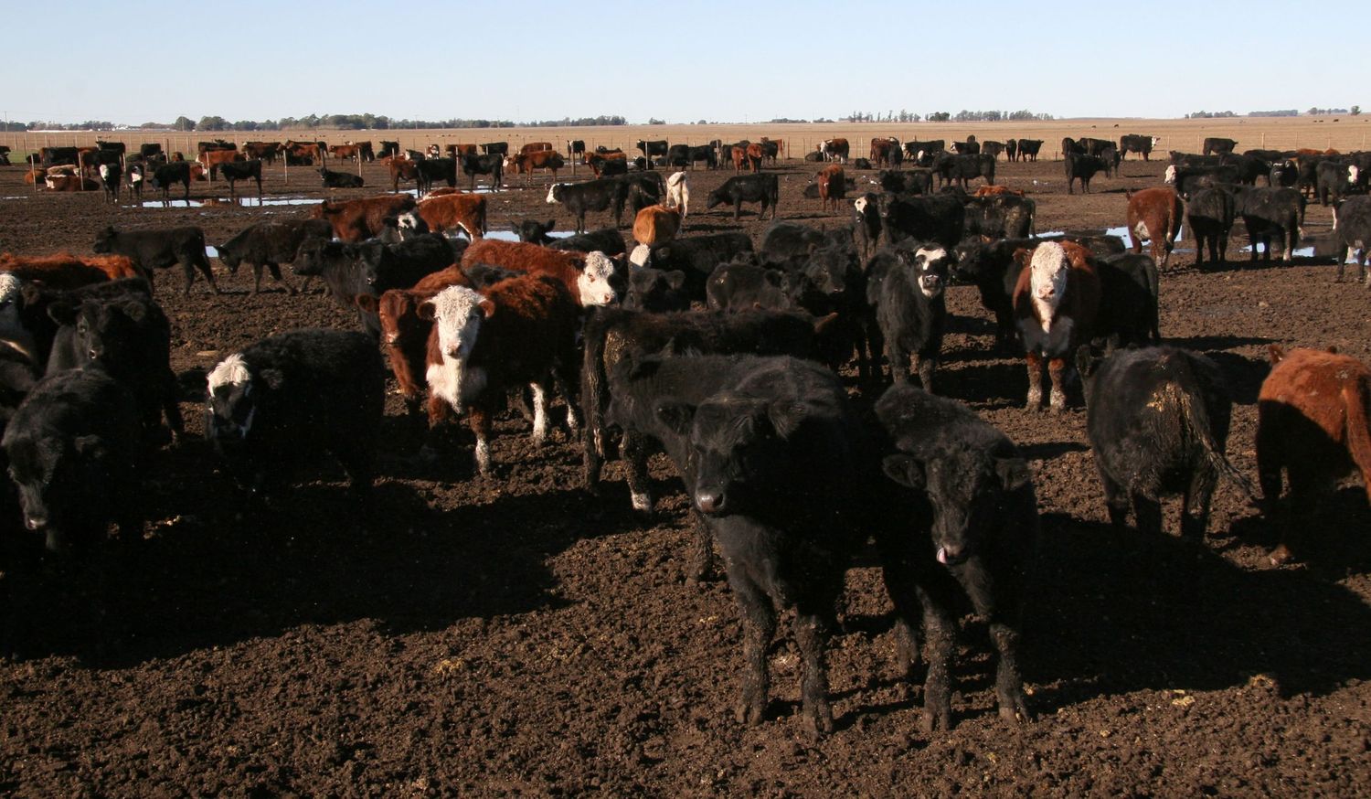 Los feedlots, la seca y su impacto en la dinámica de precios