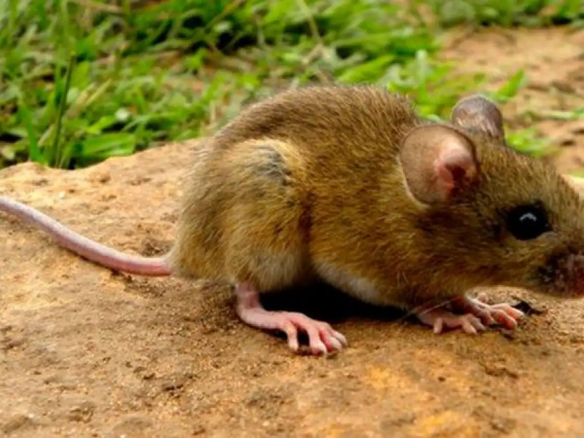 Confirman nuevo caso de hantavirus en una nena de dos años