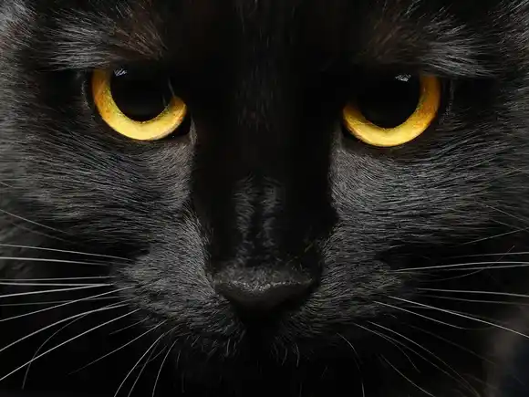 En esta ciudad prohíben adoptar gatos negros en Halloween para evitar ritos satánicos