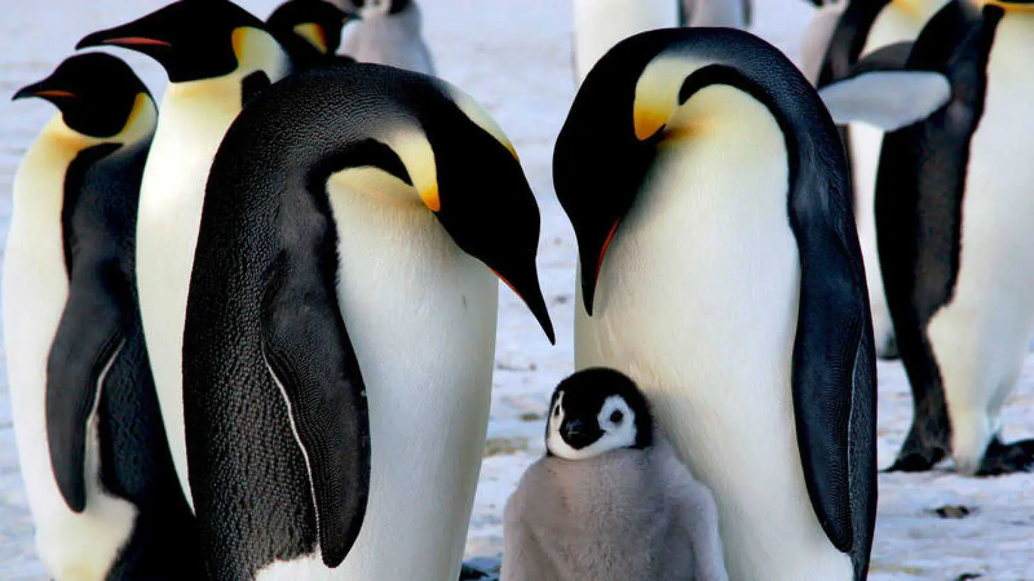 Aprenda a liderar como hacen los pingüinos