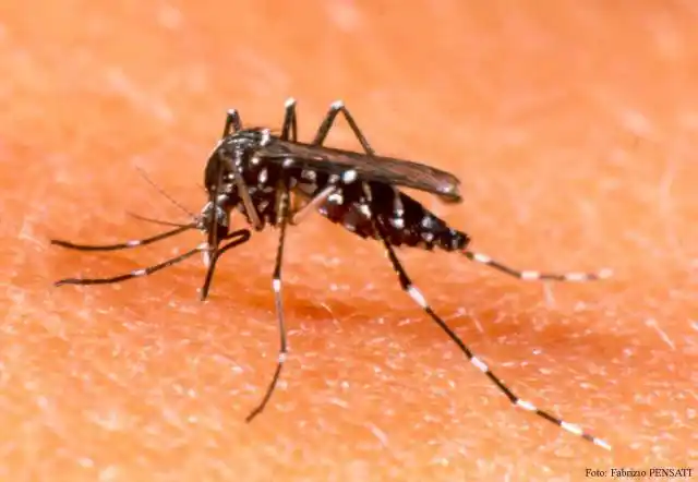 Concientización y prevención del dengue
