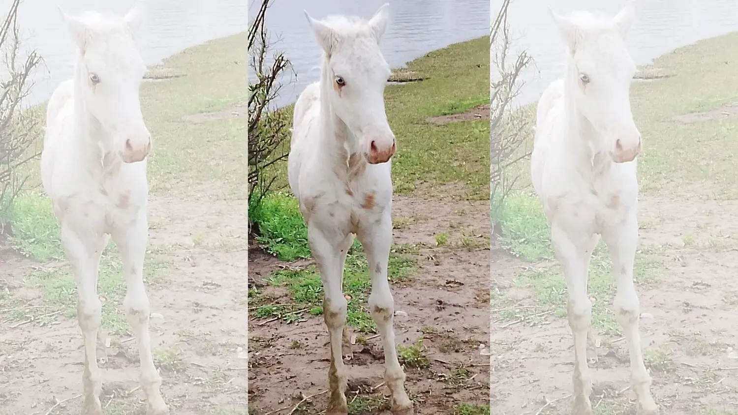 La potranca de pelaje blanco robada de un terreno detrás del Fortín San Pedro.