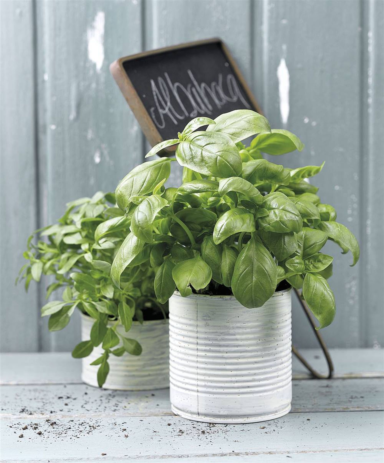 albahaca