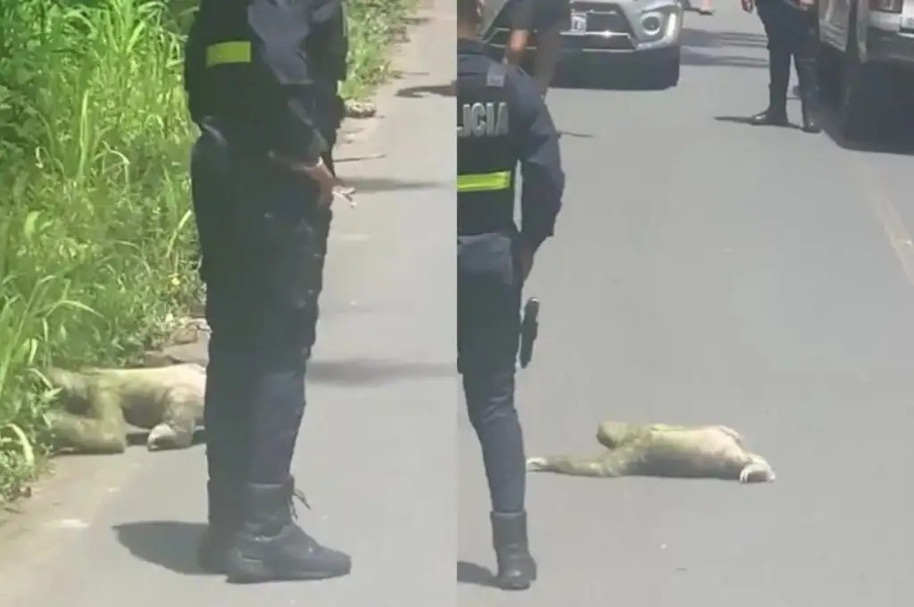 Todo quedó registrado en este gracioso video.