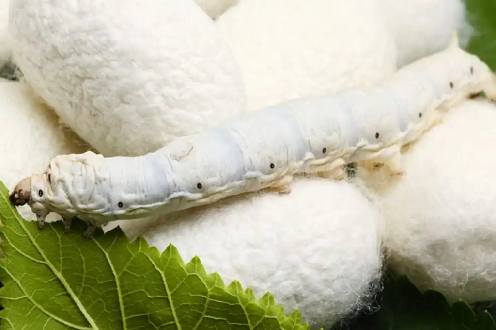 La Unión Europea invertirá en sericicultura argentina