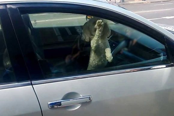 Un esperancino olvidó a su perro dentro del auto y “casi se asfixia”