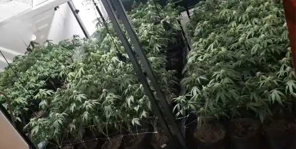 Un fuerte olor delató una plantación de marihuana en una vivienda