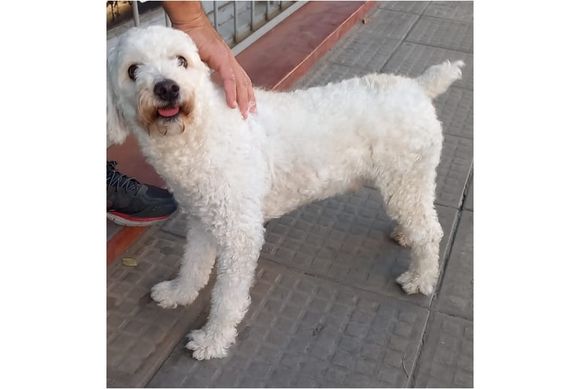Perrito perdido en 25 de Mayo al 700