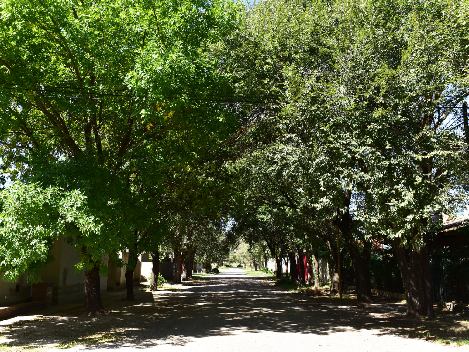 Verde en las calles: origen del arbolado urbano en la ciudad  