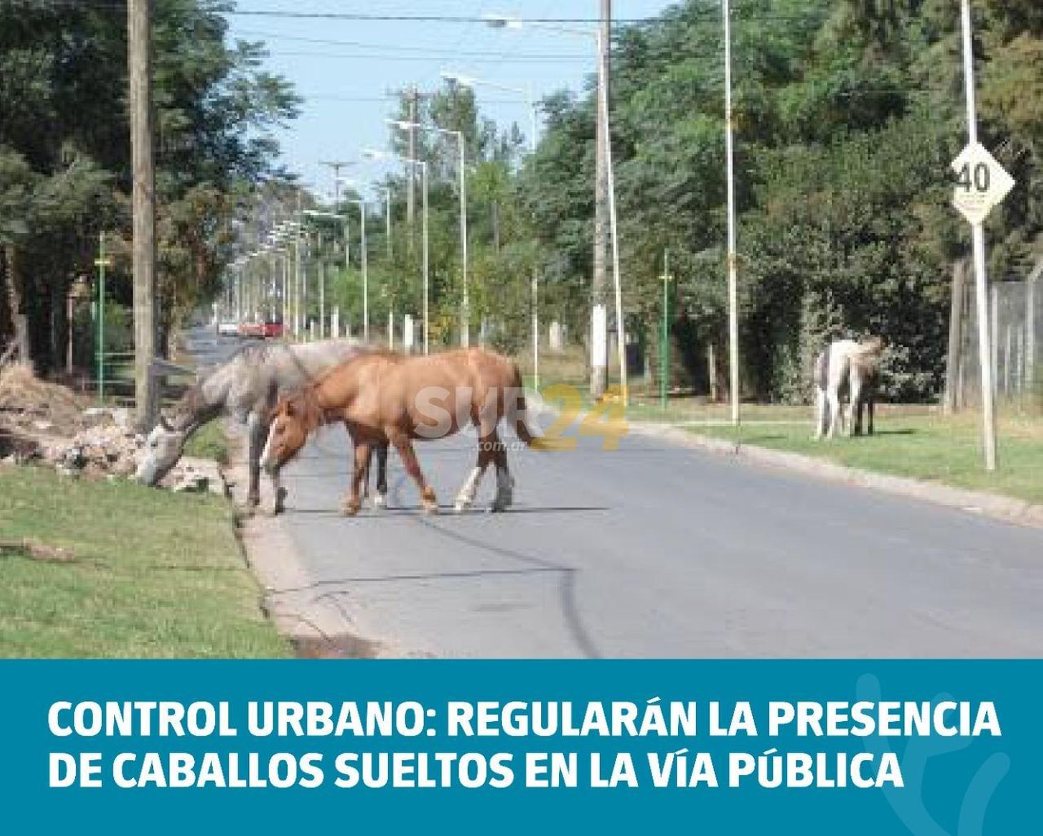 Regularán la presencia de caballos sueltos en la vía pública