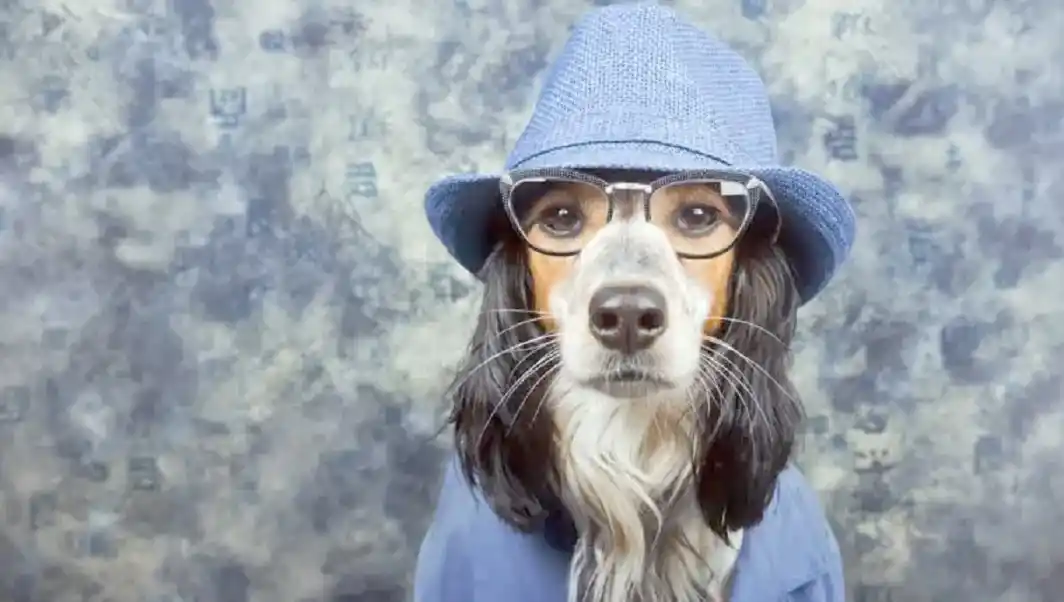 La ‘humanización’ de las mascotas, otra forma de maltrato animal