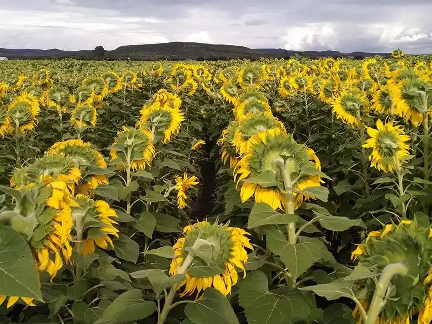 El girasol es el cultivo en ascenso en la Argentina en el rubro agroindustria.