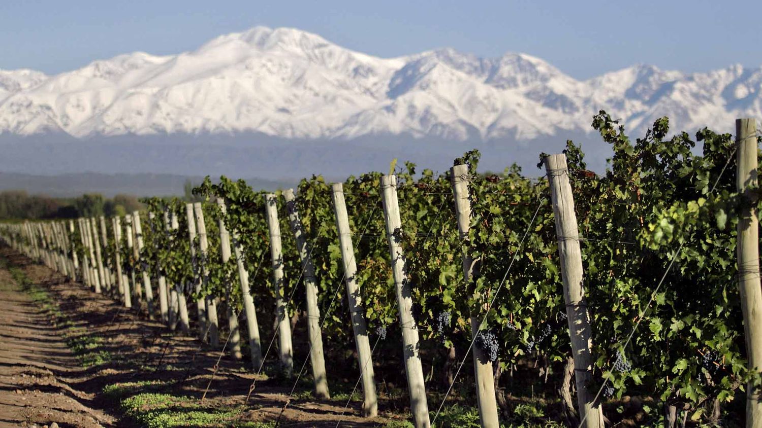 Un recorrido por el mapa del vino mendocino