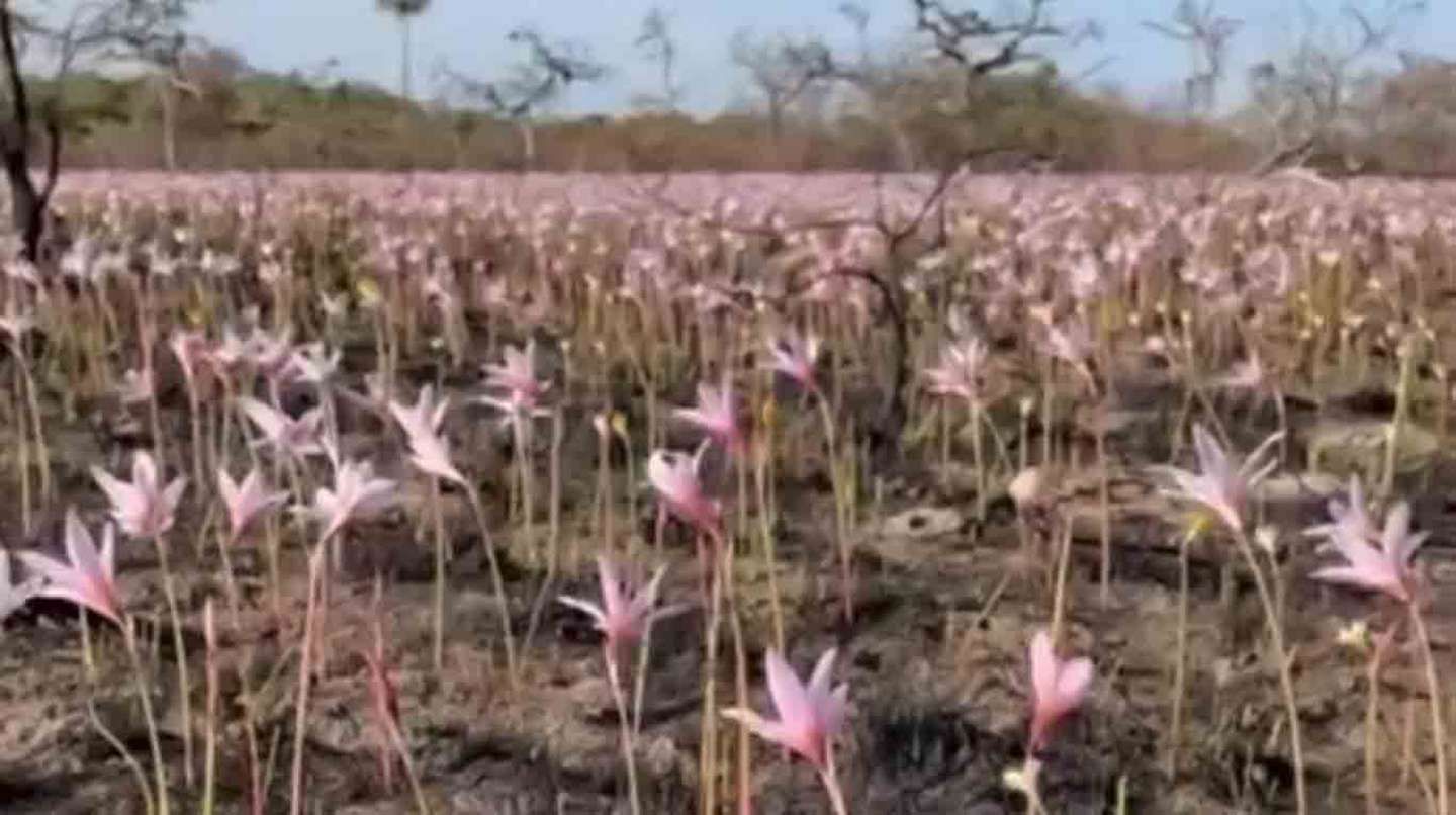 Corrientes: brotaron flores entre las cenizas en los Esteros del Iberá