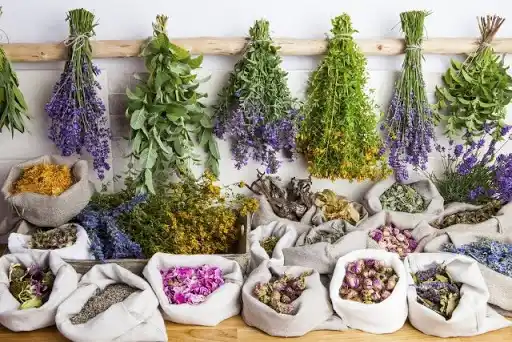 Emprendimiento de plantas medicinales con lavanda