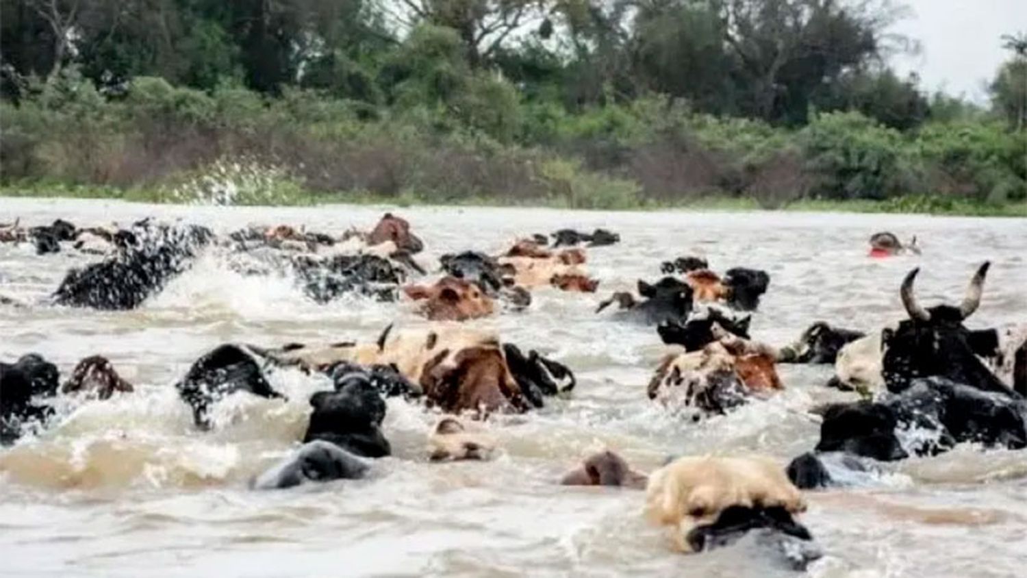 Peón rural murió ahogado cuando intentaba cruzar animales por el río