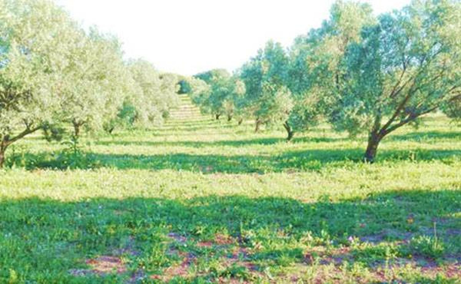 Los olivares de Concordia y las aceiteras
