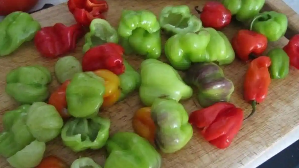 Truco para saber si un ají es dulce o picante (+Video)