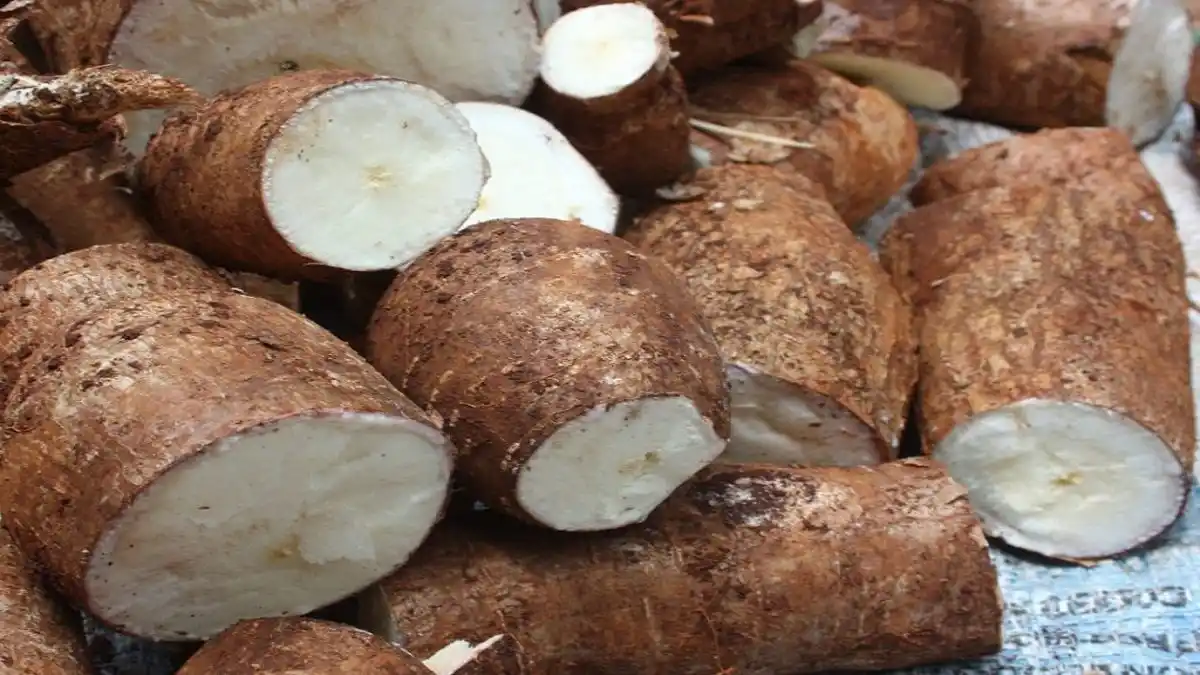 ¡LOS ENGAÑARON! Niño muere por ingerir peligroso tubérculo y su familia fue hospitalizada