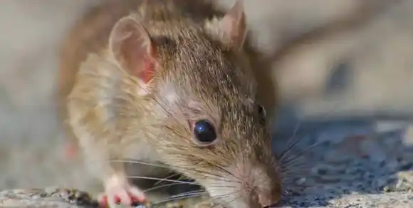 Nuevo caso de hantavirus: un hombre de Salta fue internado con síntomas compatibles